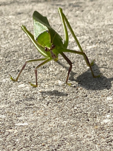 nature_2021-12-31 13.22.27-2021.jpg